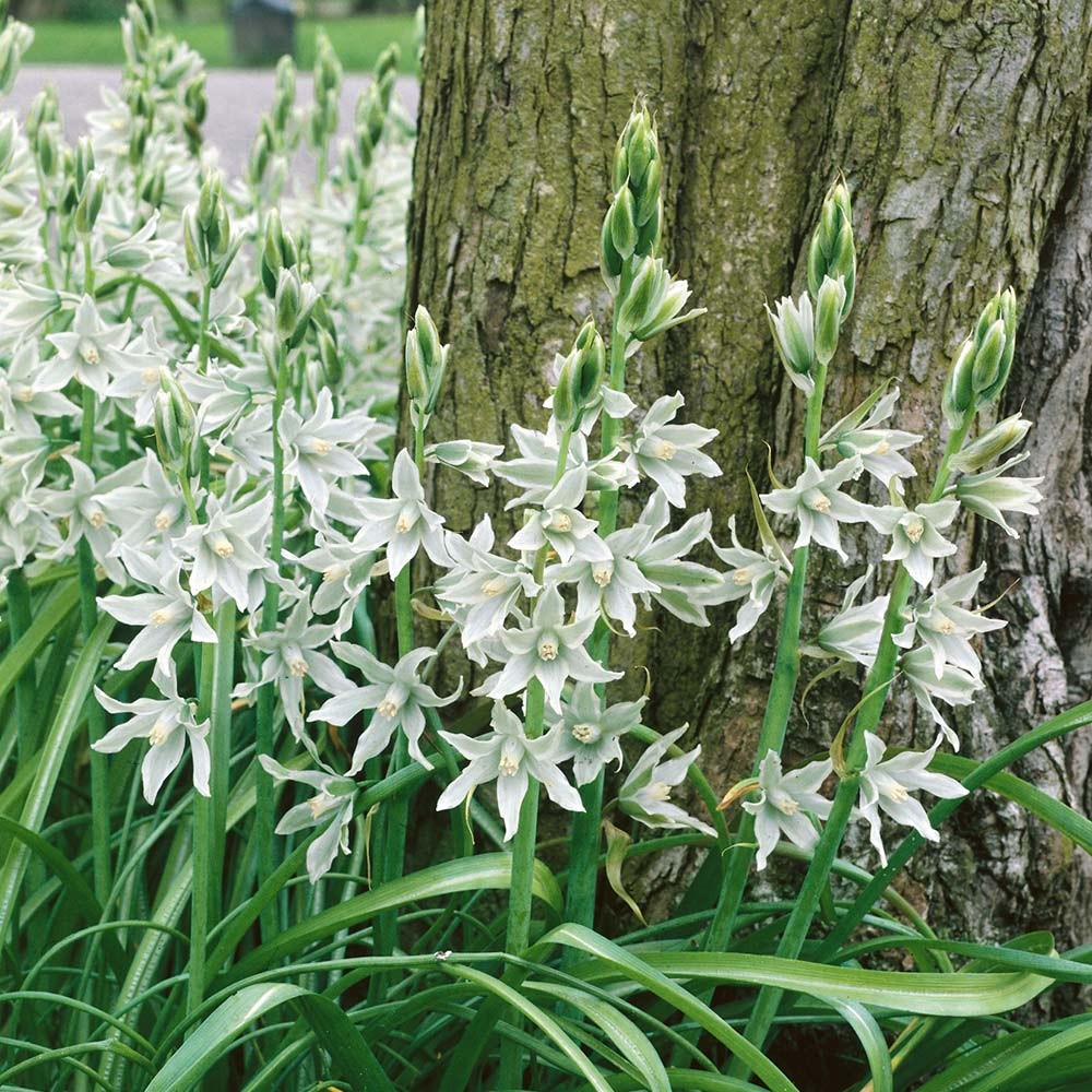 Bulbs for naturalizing Lubbe Lisse