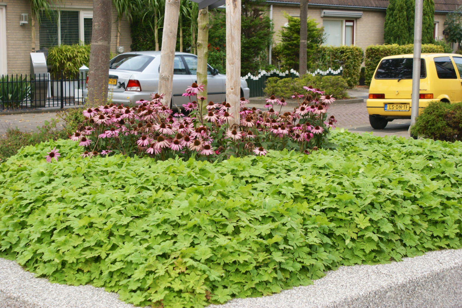 Uitgestorven Arbitrage Fantasierijk Vaste planten | Lubbe Lisse