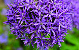 Allium Purple Sensation