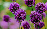 Allium Sphaerocephalon