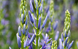 Camassia quamash