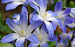 Chionodoxa forb. Blue Giant