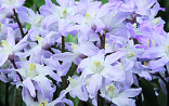 Chionodoxa forb. Pink Giant