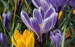 Crocus gemengd
