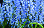 Muscari armeniacum