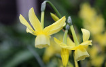 Narcis Hawera