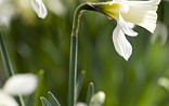 Narcis W.P. Milner