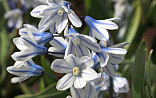 Puschkinia libanotica