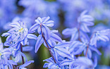 Scilla siberica