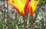 Tulipa clusiana chrysantha