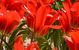 Tulipa linifolia