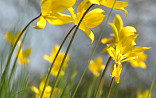 Tulipa sylvestris