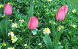 Tulp met Erysimum