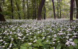 Hyacinthoides non-scripta