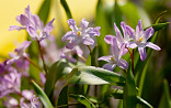 Maart - April : Chionodoxa rose