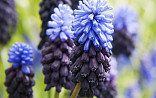 Maart - April : Muscari