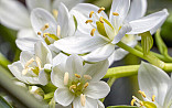Maart - April : Ornithogalum
