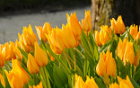 April : Tulipa praestans Shogun