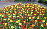 Tulp met Erysimum