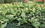 Erythronium Pagoda met Vinca minor