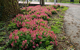 Corydalis solida