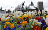 Tulp met Primula