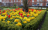 Tulp met Primula