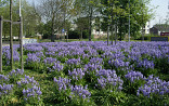 Scilla met Hedera
