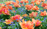 Tulp met Myosotis