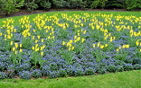 Tulp West Point met Myosotis