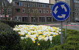 Rotonde met wit/gele tulpen