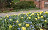 Tulp met Myosotis
