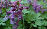Corydalis