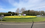 Rotonde met narcis