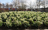 Rotonde met Helleborus Silver Moon