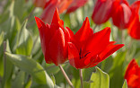 April : Tulipa praestans Zwanenburg Variety