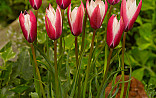 April - Mei : Tulipa species