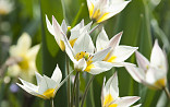 Maart - April : Tulipa turkestanica