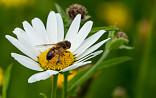 Natuurlijk bloeiend kruidenmengsel