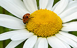 Natuurlijk bloeiend kruidenmengsel