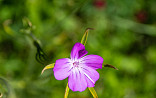 Natuurlijk bloeiend kruidenmengsel