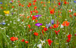 Natuurlijk bloeiend kruidenmengsel