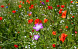 Natuurlijk bloeiend kruidenmengsel