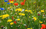Natuurlijk bloeiend kruidenmengsel