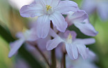 Chionodoxa forb. Pink Giant