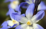 Chionodoxa forb. Blue Giant
