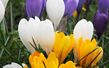 Crocus grootbloemig gemengd