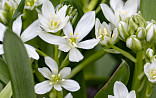 Ornithogalum balansea