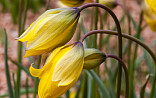 Tulp sylvestris