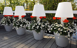 Keukenhof-dag 2024